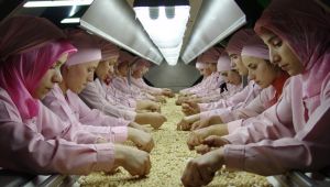 - Düzce'den Avrupa'ya 559 ton iç fındık ihraç edildi 