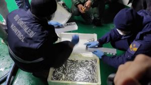 - 35 ton kaçak hamsi yakalandı, gemilere para cezası uygulandı