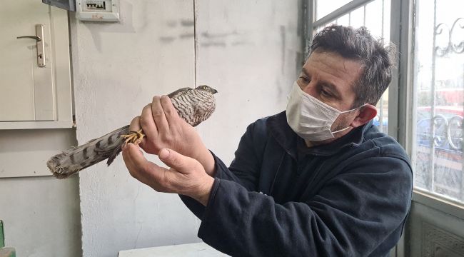 - Silahla yaralanan atmaca tedavi altına alındı