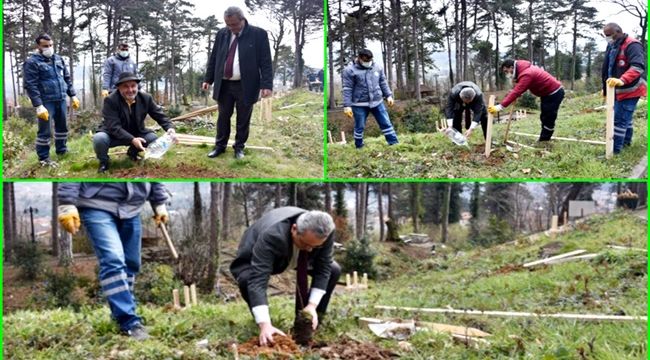 Bu fidanlar hastalığa dayanıklı (Video)