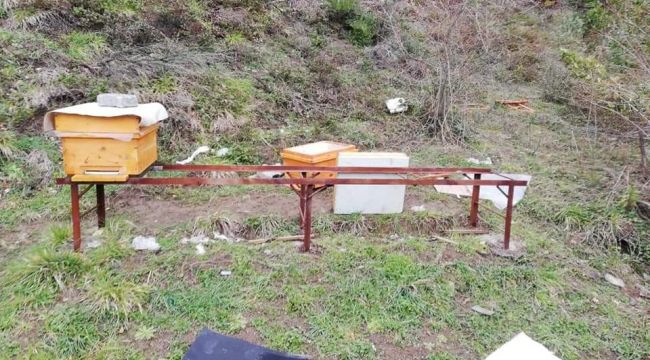 Köye inen ayılar kovanlara saldırdı