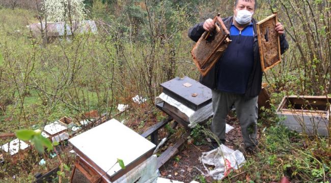 - Yiyecek arayan ayı arı kovanlarını parçaladı