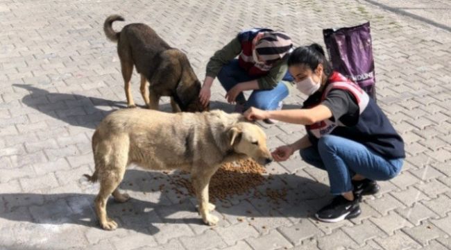 - Jandarma sokak hayvanlarını unutmadı