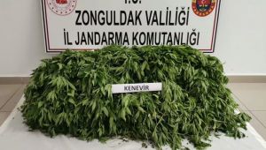 - Zonguldak Jandarmasından dev uyuşturucu operasyonu