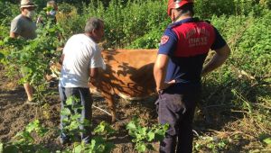 - Ağacın arasına sıkışan inek itfaiye ekiplerince kurtarıldı