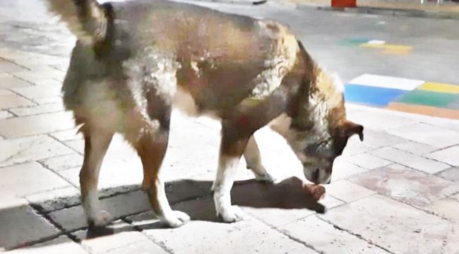 Dondurma yiyen köpek gülümsetti