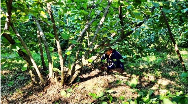 Fındık hasadı öncesi yabani ot ve dip temizliği başladı