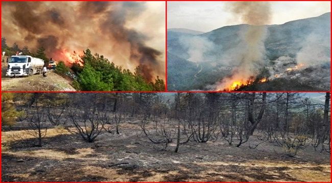 Orman yangını tamamen kontrol altına alındı