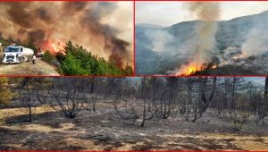 Orman yangını tamamen kontrol altına alındı