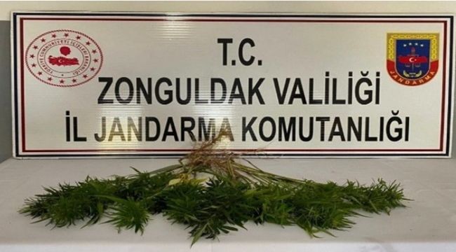 Zonguldak'ta kenevir operasyonu;42 kök kenevir bitkisi ele geçirildi
