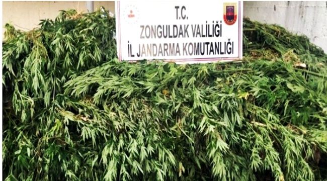 Zonguldak'ta kenevir operasyonu