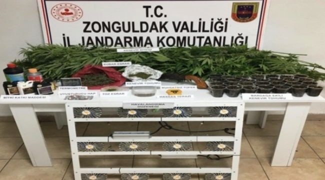 İzinsiz kenevir yetiştiren 1 kişi yakalandı