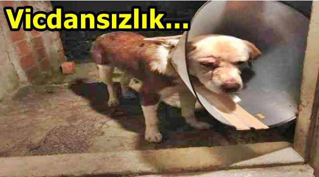 Kimliği belirsiz kişiler köpeği dövüp yaraladı