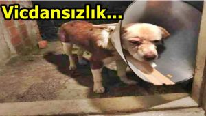 Kimliği belirsiz kişiler köpeği dövüp yaraladı