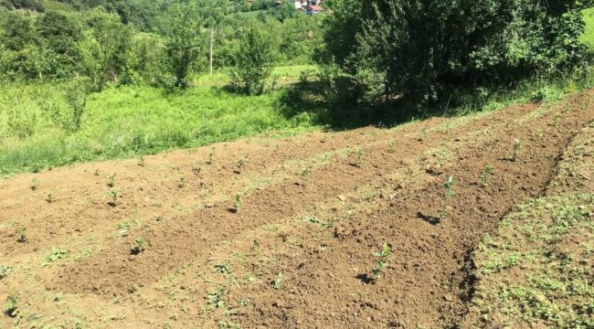 40 yıl Avrupa'da yaşadı, memleketine dönüp aronya bahçesi kurdu