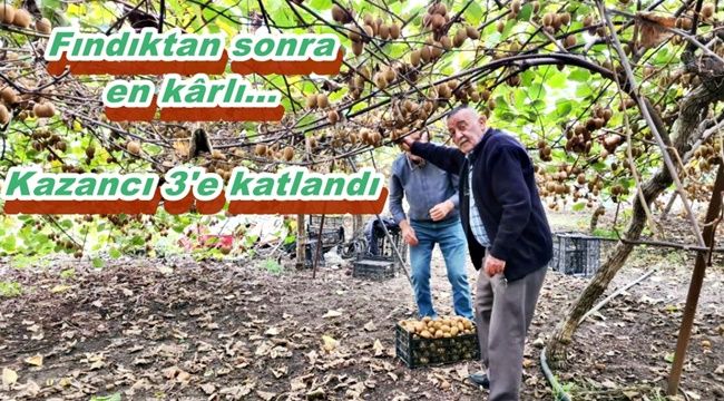 Fındıktan vazgeçti, kazancı üçe katlandı...