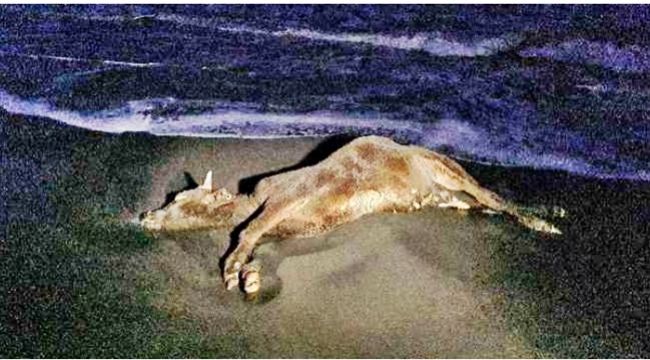 Kdz. Ereğli'de sahile vuran ölü inek şaşkına çevirdi