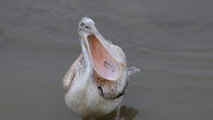 - Nadir görülen tepeli pelikan, Alaplı Çayında görüntülendi