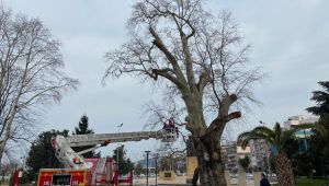 Anıt ağaçlar için izinler alındı...(Video)