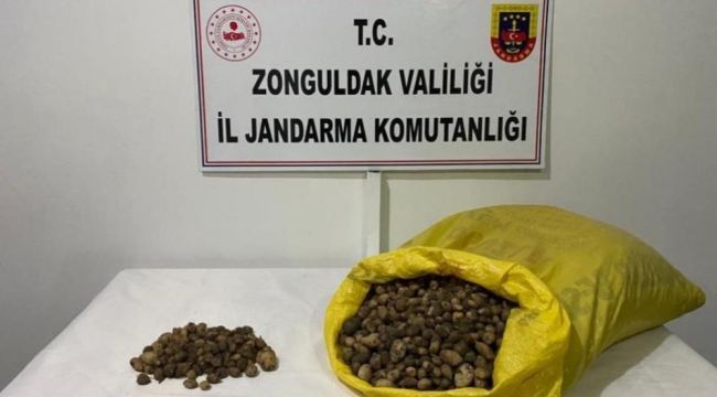 - Jandarma ekipleri 40 kilo salep soğanına el koydu