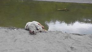 - Sahildeki hayvan ölüleri vatandaşı tedirgin etti