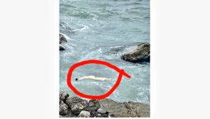 Zonguldak'ta yunus ölüsü kıyıya vurdu 