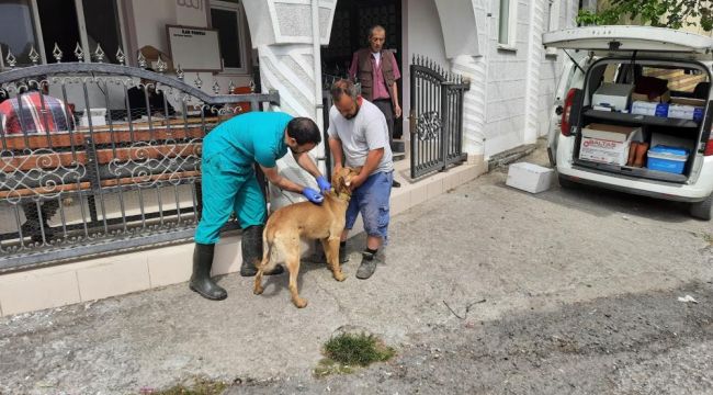 Alaplı'da köpekler artık mikroçipli