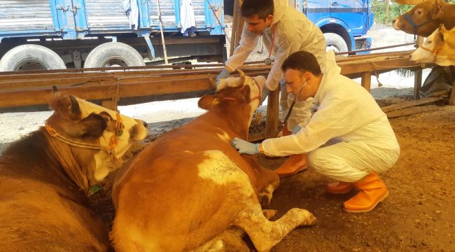 KURBAN PAZARI KURULDU, BELEDİYE DENETLİYOR (Foto galeri)