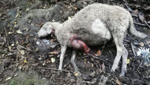 Kurtlar sürüye saldırdı, 9 koyun telef oldu