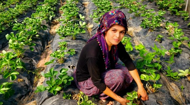 Suyun tasarruflu kullanılması için tarımda seferberlik başlatıldı