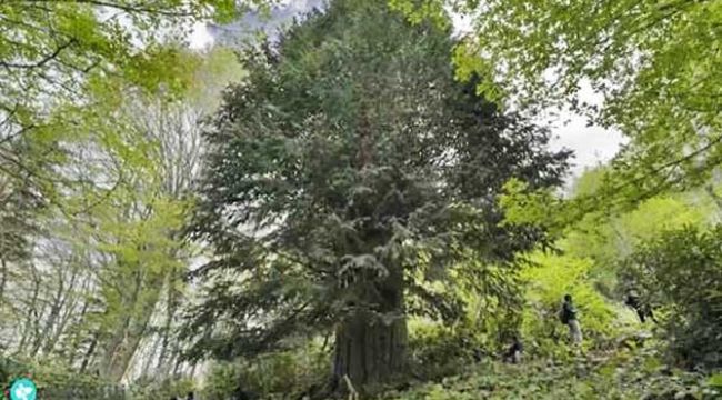- Dünyanın en yaşlı porsuk ağacı tehlike altında
