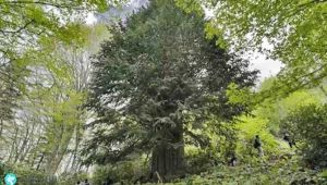 - Dünyanın en yaşlı porsuk ağacı tehlike altında