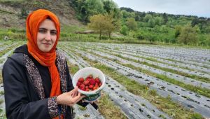 - Osmanlı çileği üreticileri hasat için gün sayıyor