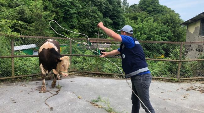 BELEDİYE KURBAN YAKALAMA TİMİ KURDU, KURBAN PAZARI DENETLENDİ