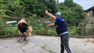 BELEDİYE KURBAN YAKALAMA TİMİ KURDU, KURBAN PAZARI DENETLENDİ