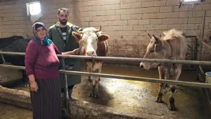 - Genç çiftçi 6 inekle başladığı hayvancılıkta sayıyı 12.5 kat artırdı