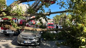 - Asırlık çınar ağacı aracın üzerine devrildi