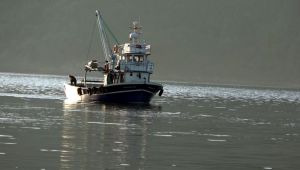 - Deniz suyu sıcaklığı düşmeyince balıkçılar eli boş dönüyor
