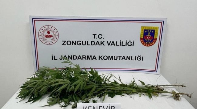 - Jandarma Alaplı’da bir evde kenevir bitkisi ele geçirdi