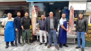- İki kişinin zor taşıdığı balıklar tezgahın gözdesi oldu