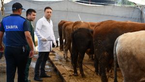 BELEDİYE KURBAN PAZARINI DENETLEDİ, KURBAN YAKALAMA TİMİ KURDU