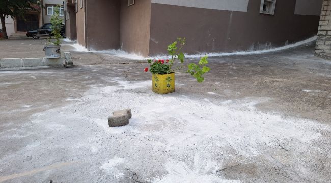 SOKAĞI BÖCEKLER İSTİLA ETTİ