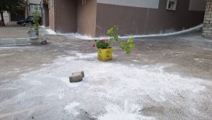 SOKAĞI BÖCEKLER İSTİLA ETTİ