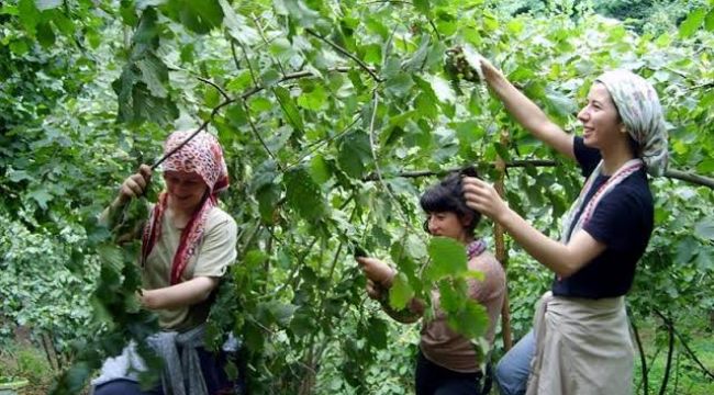 2025 fındık işçisi yevmiyeleri belli oldu