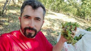 Alaplı’da fındık hasat tarihleri belli oldu