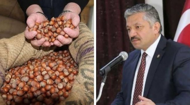 Fındıkta 300 Lira Umudu!