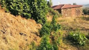 ALAPLI DA 16 KÖK HİNT KENEVERİ ELE GEÇİRİLDİ.
