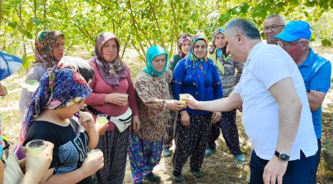 Vekil Bozkurt fındık topladı, vatandaşa limonata dağıttı!