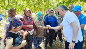 Vekil Bozkurt fındık topladı, vatandaşa limonata dağıttı!