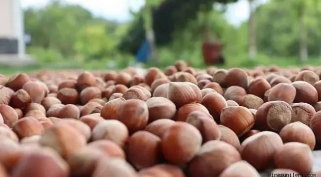 Tarım Kredi Kooperatifleri fındık alım fiyatlarını 280 TL olarak duyurdu!